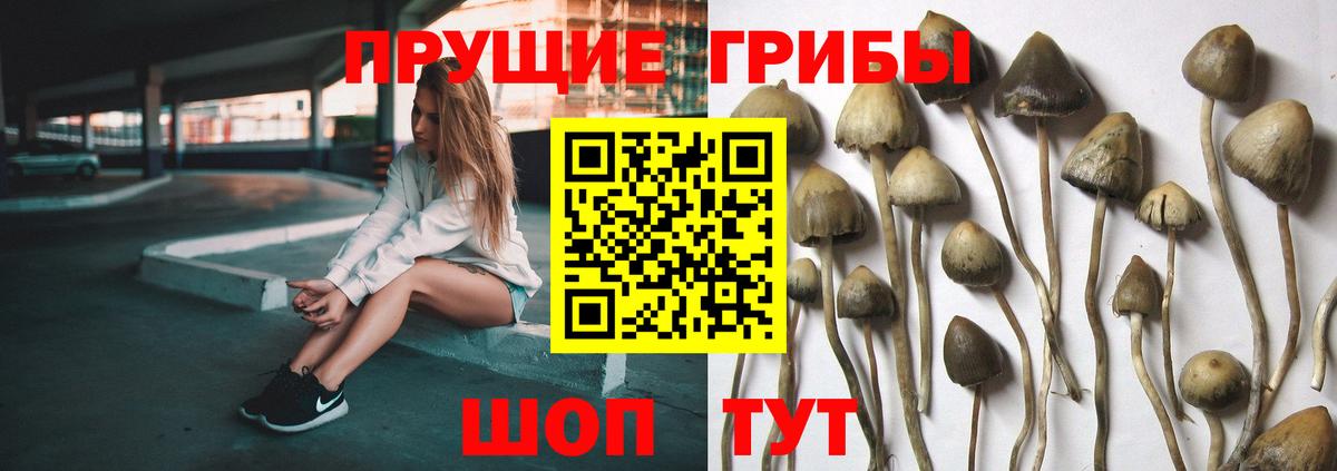 Псилоцибиновые грибы ЛСД  Вход с VPN  Галлюциногенные грибы Psilocybe  Кузнецк 
